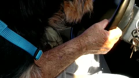 Buster's first vehicle ride outside a crate.