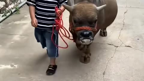 Amazing video