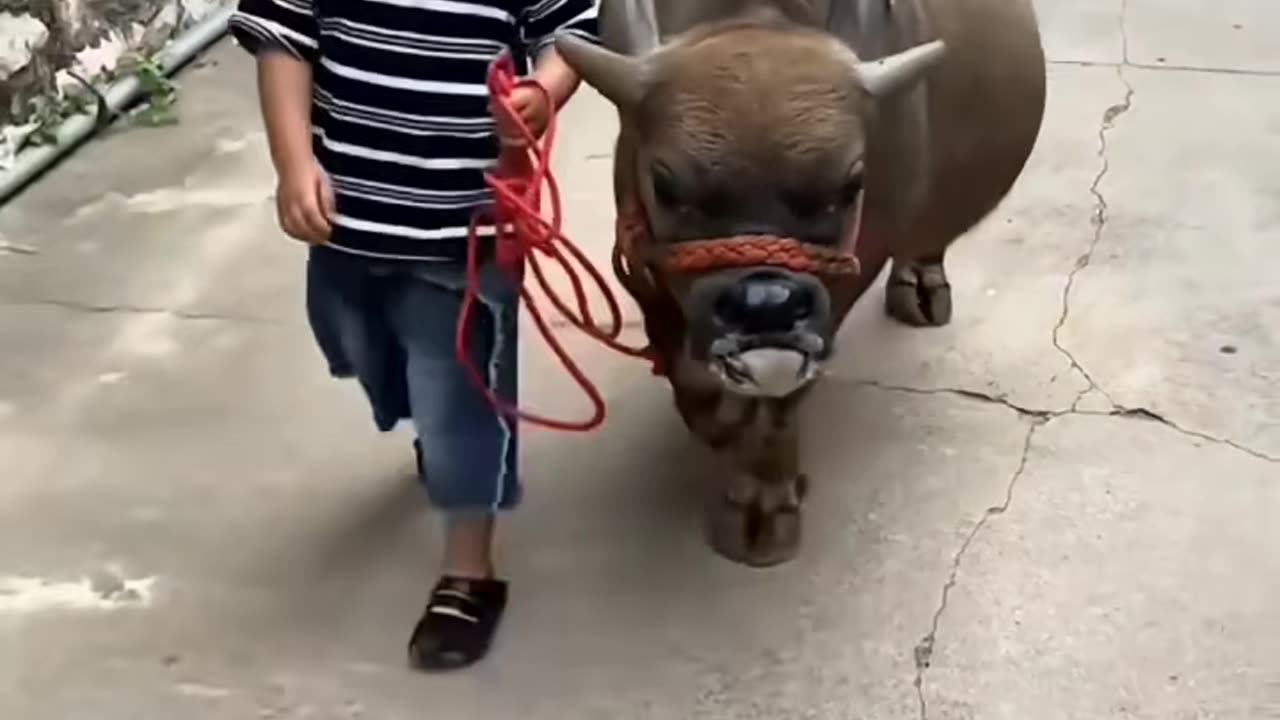 Amazing video