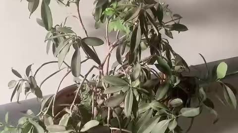 This plant is dying