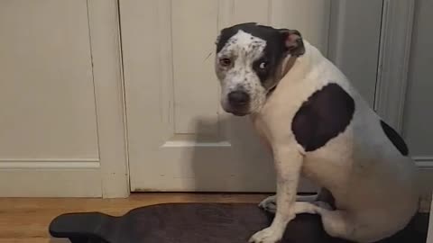 White pitbull rolls past doorway on blue skateboard