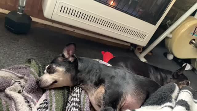 Chester sisters having a lil nap