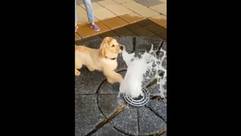 Cute puppy playing with water💦 😘😘