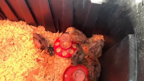 Chicks Enjoy Company