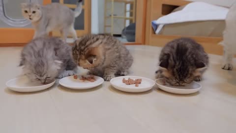It was so cute to see a kitten so excited to play being taken to dinner_