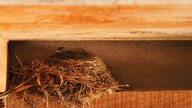 Bird Feeding Babies | Sparrow Bird Feeding Baby Chicks In Nest Box