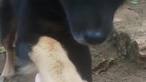 Give me your hand, puppy