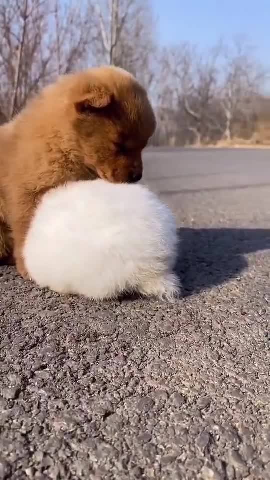 Cute dog and Rabbit