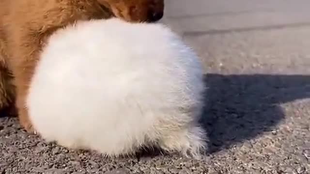 Cute dog and Rabbit