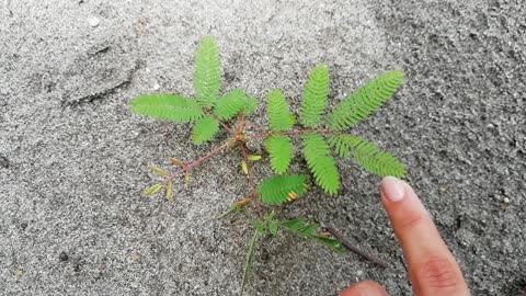 Plant Sleeping