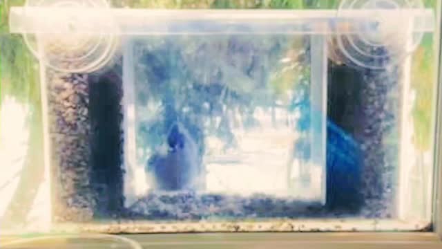 Tufted titmouse fights his own reflection