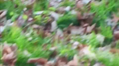 Squirrel kissena