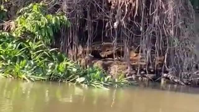 Jaguar attacks anaconda in water