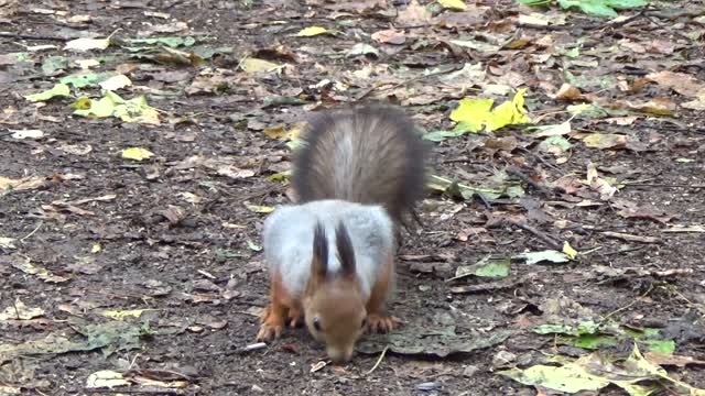 Squirrel Looking For Food v