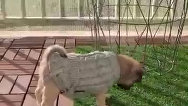 Ultimate Baby Dogs - Cute and Funny Dog Videos Compilation #Shorts