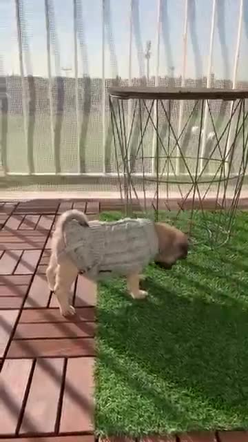 Ultimate Baby Dogs - Cute and Funny Dog Videos Compilation #Shorts