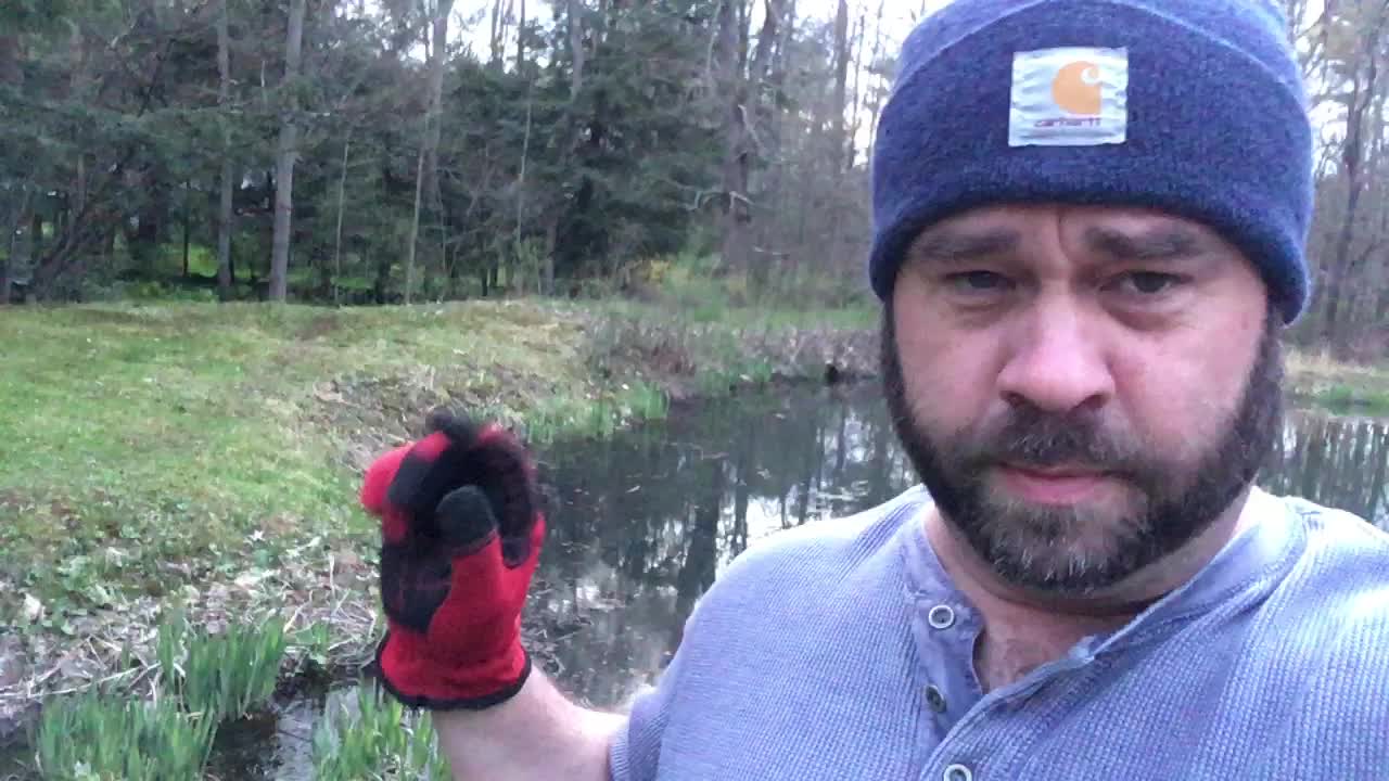 Should you let trees grow along your pond?
