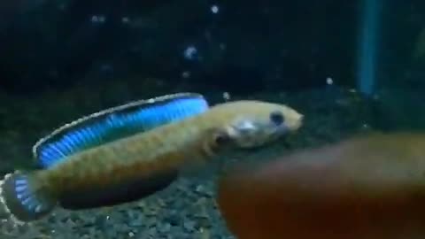 Channa andrao fish