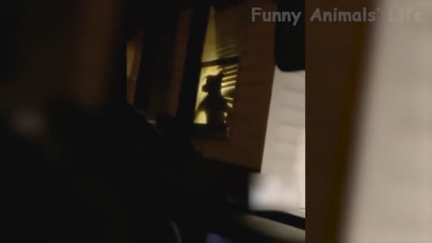 Funniest Animals Videos - Best Cute Cats😹 and Crazy Dogs🐶 Videos 2022! | FUNNY ANIMALS' SOCIETY