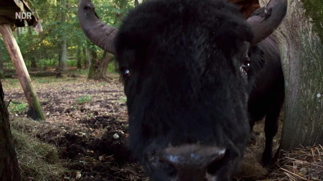 Mit dem Zug durch den Norden Polens Doku (2019)