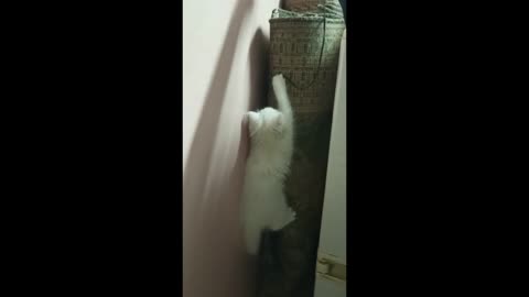 A cat playing and climbing