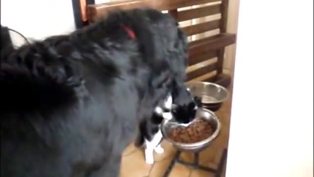 Newfoundland dog and cat