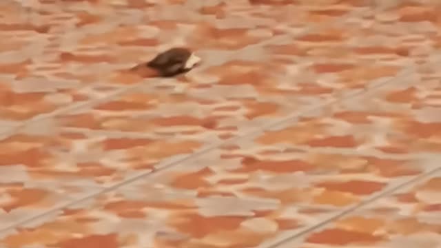 Two bird fight for one piece of bread