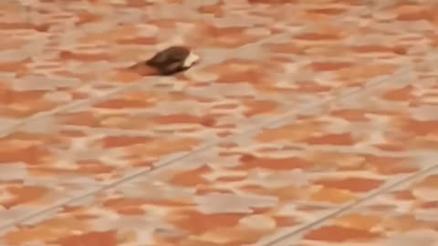 Two bird fight for one piece of bread