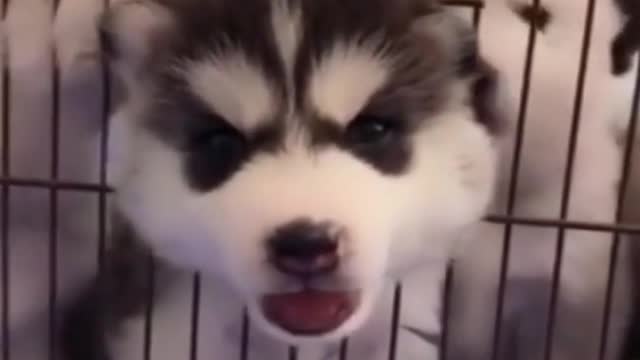 Funny Dogs| cute dogs | cute puppys |#shorts #viralvideo #rumblecreator #rumble #animals #dogs