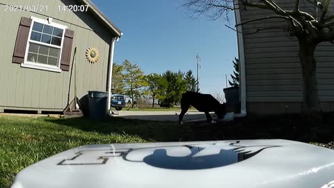 Dogs and RC's