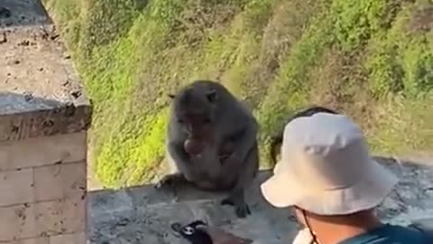 Shorts - Monkey
