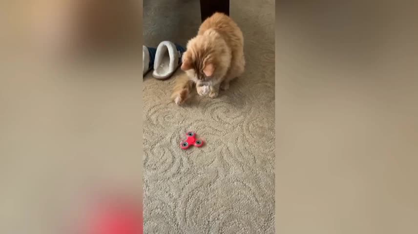 Beautiful cat play with spinner. 😯