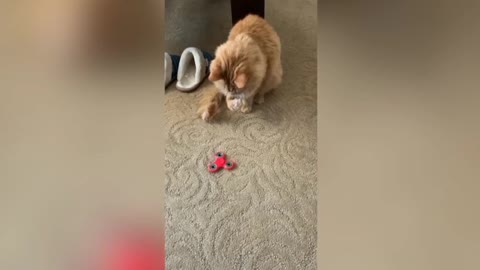 Beautiful cat play with spinner. 😯