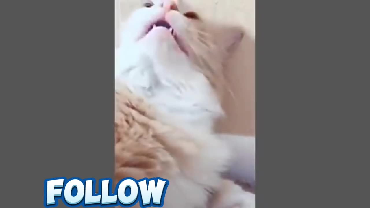 Try not to laugh 🤣🤣 Funny cat compilation