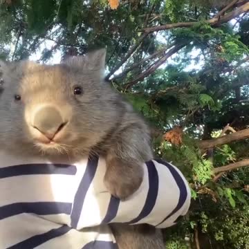 Important news - Wombat is hugged tightly