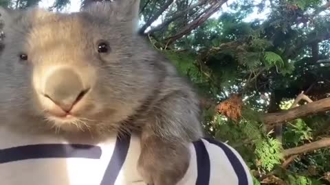 Important news - Wombat is hugged tightly