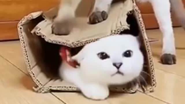 funny animals « funny collection animals fun | some where on earth