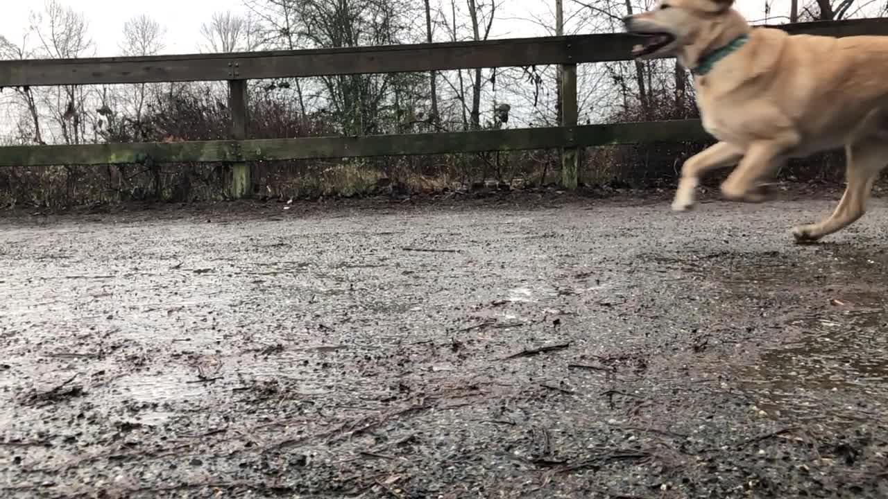 Tan dogs running in mud in slomo