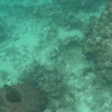 A Snorkeling Surprise: Discovering a Barrel Sponge