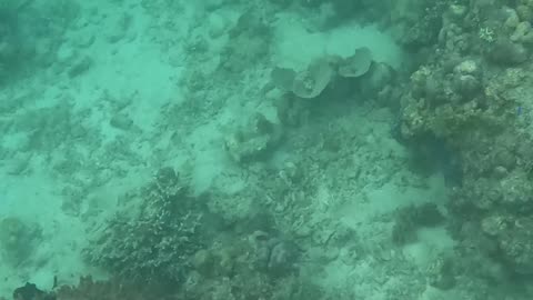 A Snorkeling Surprise: Discovering a Barrel Sponge