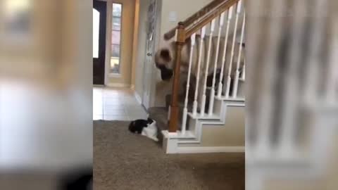 watch this funny pets make you laugh !!