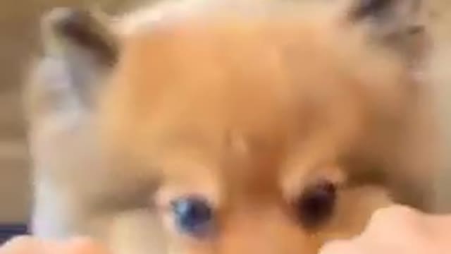 Sometimes even dog can make the wrong choice FUNNY