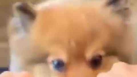 Sometimes even dog can make the wrong choice FUNNY