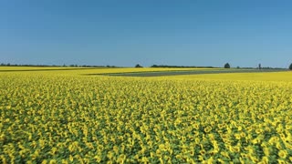 yellow plain