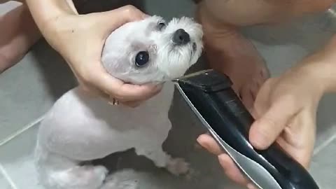 A cute puppy haircut