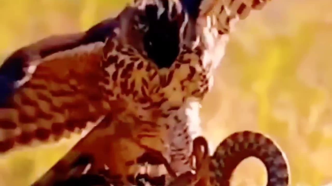The Eagle vs Snake