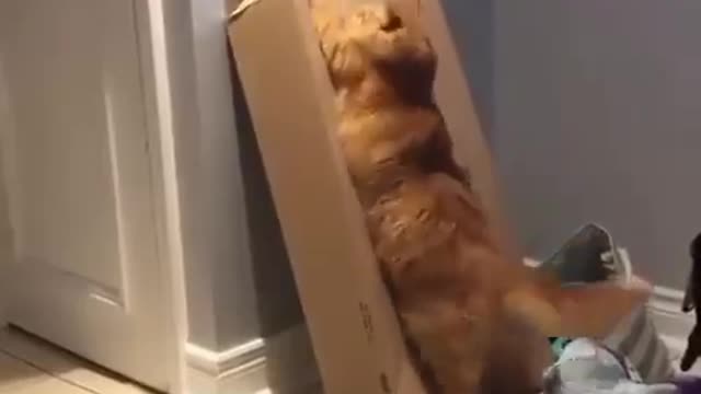When a curious cat wants to see what's in the box