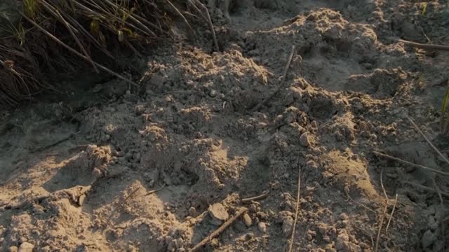 200 Hippos Cause Mayhem in Crowded Pool | Natural World | BBC Earth