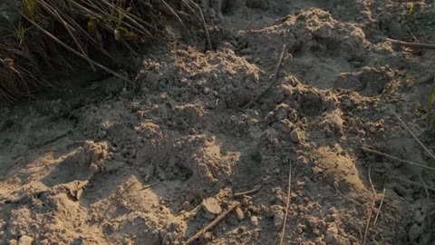 200 Hippos Cause Mayhem in Crowded Pool | Natural World | BBC Earth