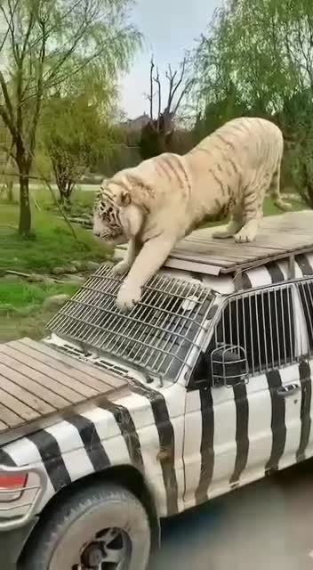 WATCH : How This Tiger Enjoining Car Rides .😱
